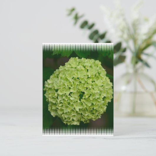 Carte postale Green Hydrangea (Debout devant)