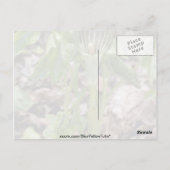 Carte Postale Green Jack-In-The-Pulpit (Arisaema Atrorubens Var. (Dos)