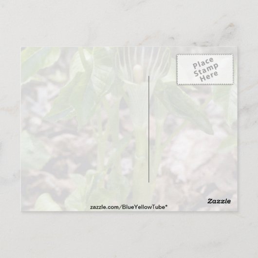 Carte Postale Green Jack-In-The-Pulpit (Arisaema Atrorubens Var. (Dos)