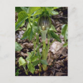 Carte Postale Green Jack-In-The-Pulpit (Arisaema Atrorubens Var. (Devant)