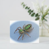 Carte Postale Green Jumping Spider (Salticidae) (Debout devant)