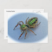 Carte Postale Green Jumping Spider (Salticidae) (Devant / Derrière)