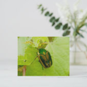 Carte postale Green June Beetle (Debout devant)
