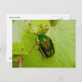 Carte postale Green June Beetle (Devant / Derrière)