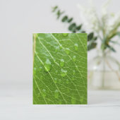 Carte Postale Green leaf (Debout devant)