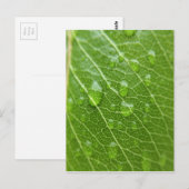 Carte Postale Green leaf (Devant / Derrière)