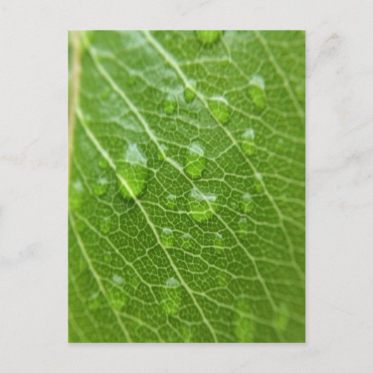Carte Postale Green leaf (Devant)
