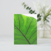 Carte Postale Green leaf (Debout devant)