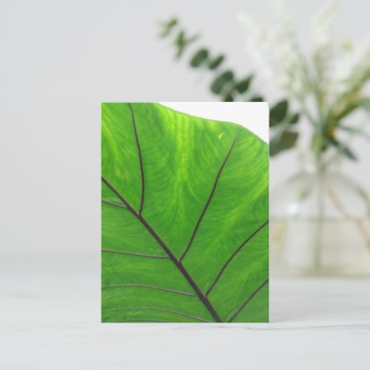 Carte Postale Green leaf (Debout devant)