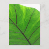 Carte Postale Green leaf (Devant)