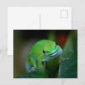 Carte Postale Green Madagascar Day Gecko (Devant / Derrière)