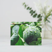 Carte Postale Green Meyer Lemon (Debout devant)