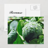 Carte Postale Green Meyer Lemon (Devant / Derrière)