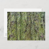 Carte Postale Green on Tree Bark (Devant / Derrière)