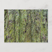 Carte Postale Green on Tree Bark (Devant)