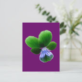 Carte postale Green Pansy (Debout devant)
