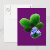 Carte postale Green Pansy (Devant / Derrière)