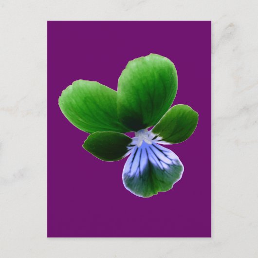 Carte postale Green Pansy (Devant)