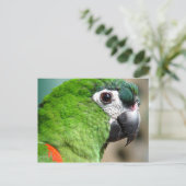 Carte postale Green Parrot (Debout devant)