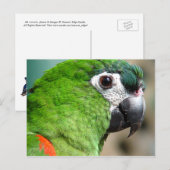 Carte postale Green Parrot (Devant / Derrière)