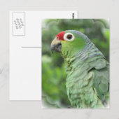 Carte postale Green Parrot (Devant / Derrière)