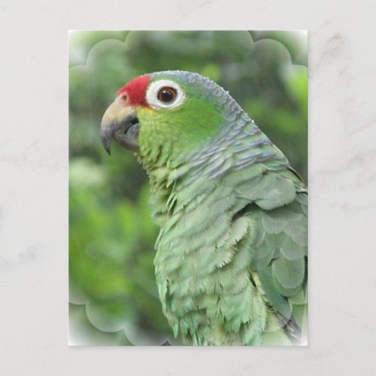 Carte postale Green Parrot (Devant)