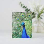 Carte Postale Green peacock (Debout devant)