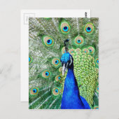 Carte Postale Green peacock (Devant / Derrière)