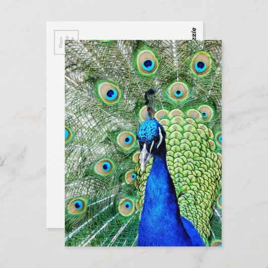 Carte Postale Green peacock (Devant / Derrière)