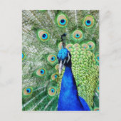 Carte Postale Green peacock (Devant)