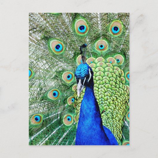 Carte Postale Green peacock (Devant)