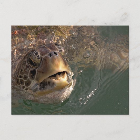 Carte postale Green Sea Turtle (Devant)