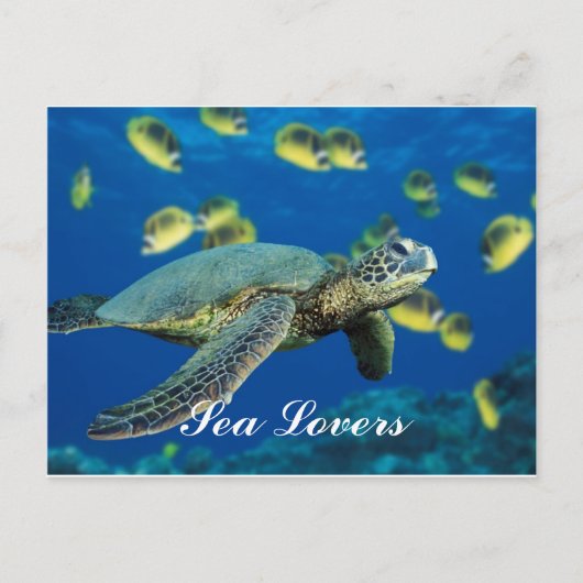 Carte postale Green Sea Turtle (Devant)