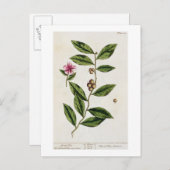 Carte Postale Green Tea, plate 351 from 'A Curious Herbal', publ (Devant / Derrière)