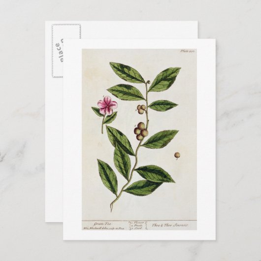 Carte Postale Green Tea, plate 351 from 'A Curious Herbal', publ (Devant / Derrière)