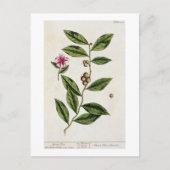 Carte Postale Green Tea, plate 351 from 'A Curious Herbal', publ (Devant)