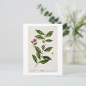 Carte Postale Green Tea, plate 351 from 'A Curious Herbal', publ (Debout devant)