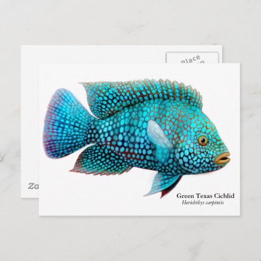 Carte postale Green Texas Cichlid (Devant / Derrière)