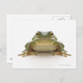 Carte Postale Green tree frog (Hylidae cinerea) (Devant / Derrière)