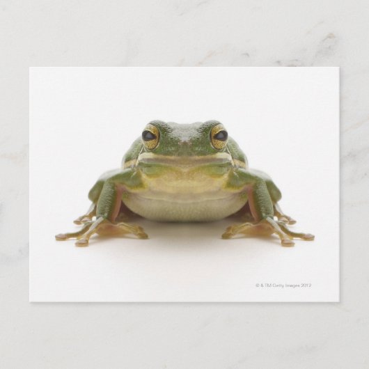 Carte Postale Green tree frog (Hylidae cinerea) (Devant)