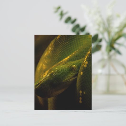 Carte Postale green tree python eye (Debout devant)