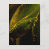 Carte Postale green tree python eye (Devant)