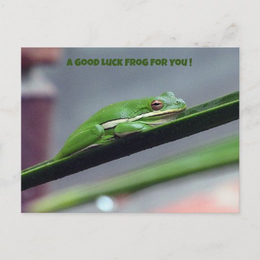 Carte postale Green Treefrog Good Luck (Devant)