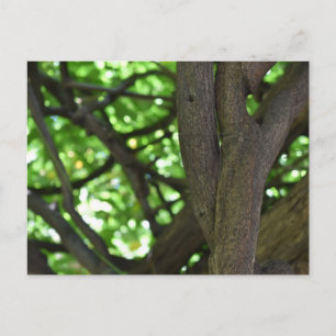 Carte Postale Green Wisteria Pergola Tree Nature Photographie