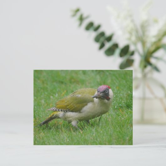 Carte postale Green Woodpecker (Debout devant)