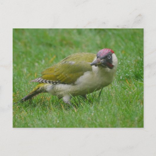 Carte postale Green Woodpecker (Devant)
