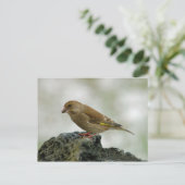 Carte postale Greenfinch (Debout devant)