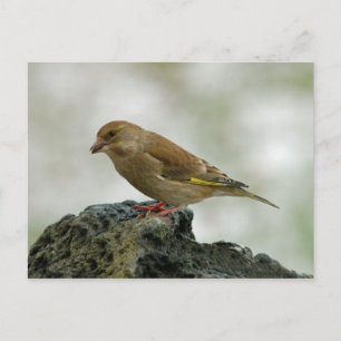Carte postale Greenfinch