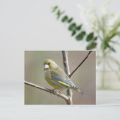 Carte postale Greenfinch (Debout devant)