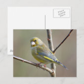 Carte postale Greenfinch (Devant / Derrière)